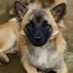 german shepherd dog