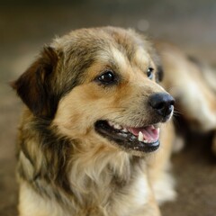 golden retriever dog