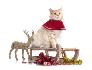 Norwegian Forest cat