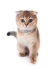 scottish fold kitten in studio