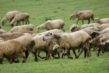 Sheep grazing in the green grasslands of the South American mountain.