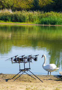 A white swan sitting by the stand with fishing rods on the lake shore