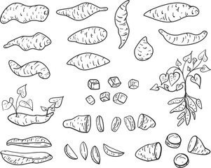 Sweet potato in flat cartoon style. Set outline monochrome design elements for health food or cooking ingredient. Hand drawn vector illustration. Doodle art objects on white background. - 654350267