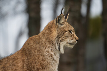 portrait of a lynx