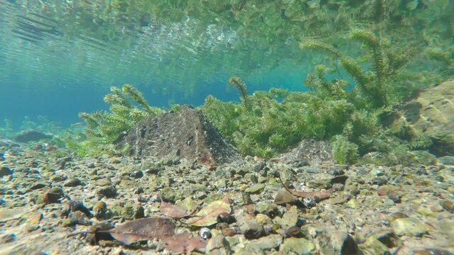 貝の生息する川底