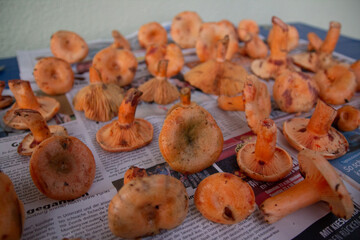 saffron milk caps mushrooms on a table