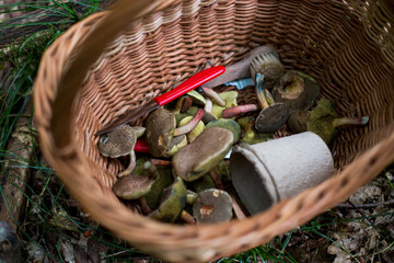 basket of forest mushrooms