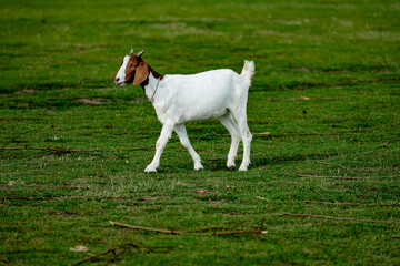 Baby Goat in a meadow of a goat farm, eating glass. Open Field.