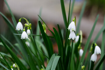 Leucojum vernum - early spring snowflake flowers in the forest. Blurred background, spring concept. T