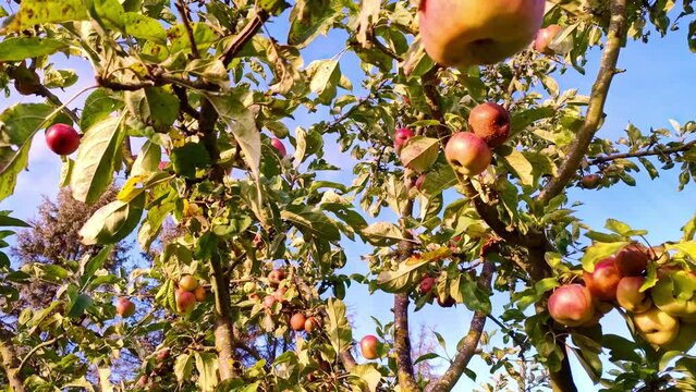 Apfelbaum mit saftigen roten &Auml;pfeln, Bio, Obst, Gesund, Vitamine, reif, Ernte, Apfelwein, Nahaufnahme