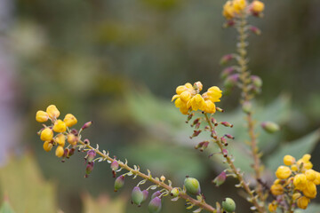 Yellow bright flowers of mahonia (Mah nia aquif lium). Shrub mahonia of barberry family in full bloom.