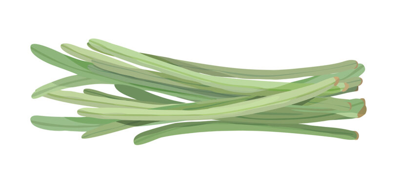 Long String Beans. Snake Beans. Asian Vegetable Illustration Vector.
