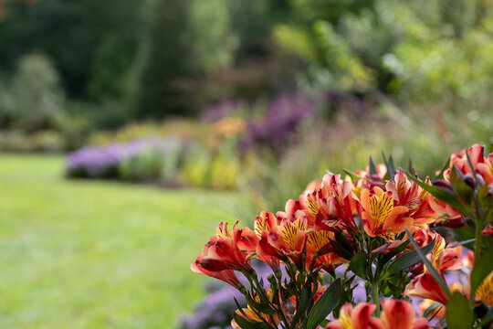 Alstroemeria Peruvian lily flower in the foreground. Purple asters behind. Colourful autumn border with perennial flowers, at Wisley garden, Surrey UK.
