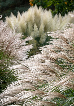 Deciduous ornamental grass, by the name Miscanthus sinensus Flamingo, photographed in late September at RHS Wisley garden, Surrey UK.