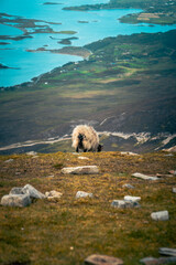 Grazing sheep in foreground. View from Croagh Patrick -  important site of pilgrimage in County...
