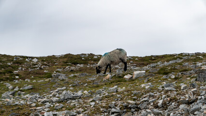 Grazing sheep in foreground. View from Croagh Patrick -  important site of pilgrimage in County Mayo, Ireland. Selective focus. © Marcin