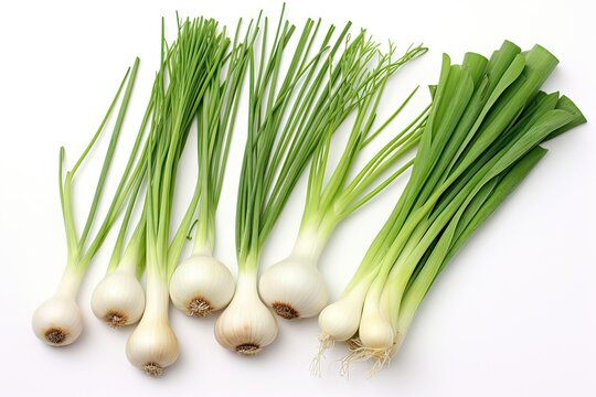 Allium types separated stems onions leek garlic