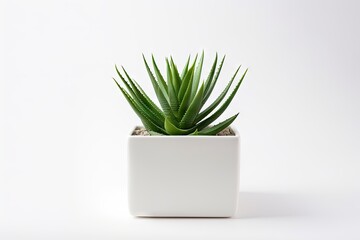 Aloe Vera plant on white pot isolated on white background