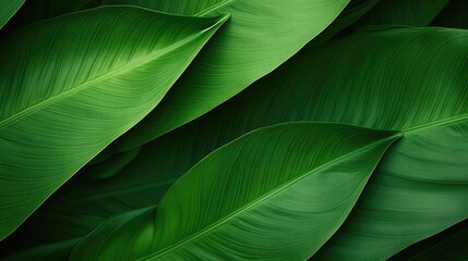abstract green leaf texture, nature background