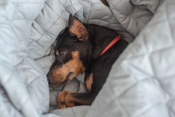 A small dog of the miniature pinscher breed sleeps at home on a bed covered with a blanket. The Zwergpinscher is asleep. Sleeping