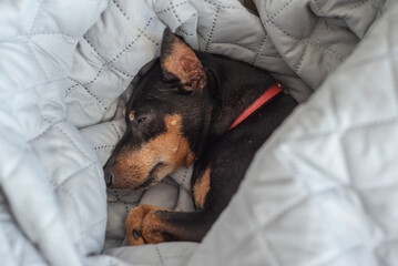 A small dog of the miniature pinscher breed sleeps at home on a bed covered with a blanket. The Zwergpinscher is asleep. Sleeping