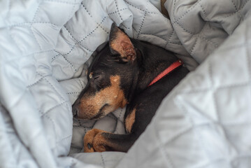 A small dog of the miniature pinscher breed sleeps at home on a bed covered with a blanket. The Zwergpinscher is asleep. Sleeping