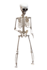 skeleton isolated
