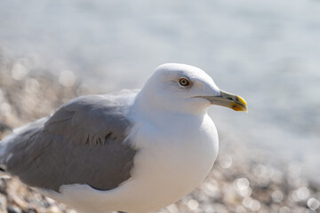 sea gull close up, macro