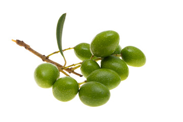 branch with green olives isolated