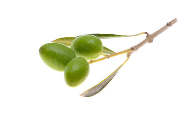 branch with green olives isolated