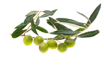branch with green olives isolated