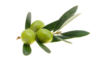 branch with green olives isolated