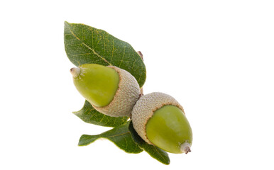 holm oak acorn isolated