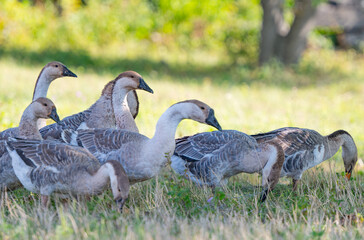 geese grazing on a farm
