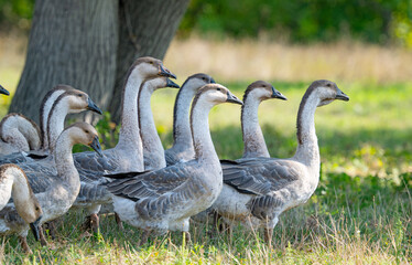 geese grazing on a farm
