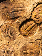 Fossil of Trilobite - Acadoparadoxides briareus - ancient fossilized arthropod on rock.