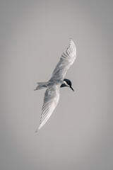 Mono whiskered tern flies holding wings vertically