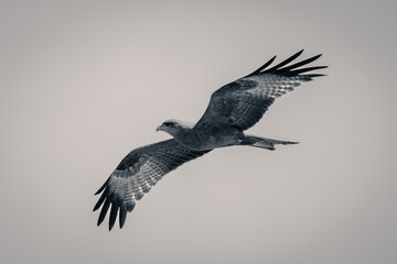 Mono yellow-billed kite gliding through blue sky