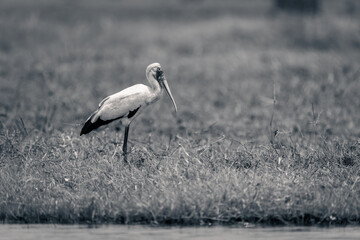 Mono yellow-billed stork in profile on riverbank