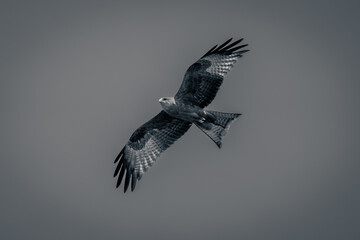Mono yellow-billed kite soars through blue sky