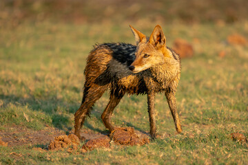Muddy black-backed jackal stands by elephant dung