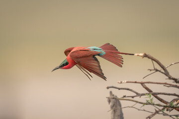 Southern carmine bee-eater flies over tangled branches