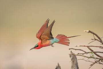 Southern carmine bee-eater flies from thin branches