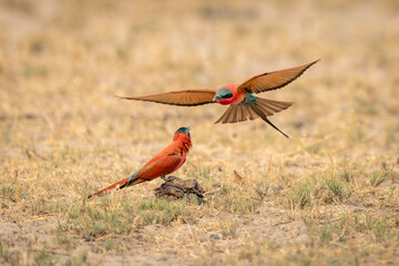 Southern carmine bee-eater approaches another on ground