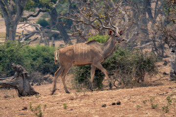 Slow pan of male greater kudu walking