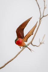 Southern carmine bee-eater flies past thin branch
