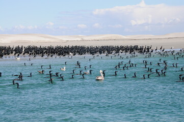 Group of cormorant in water, Guerrero Negro, Baja California Sur, Mexico