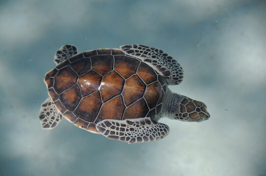 Little sea turtle in water, top view