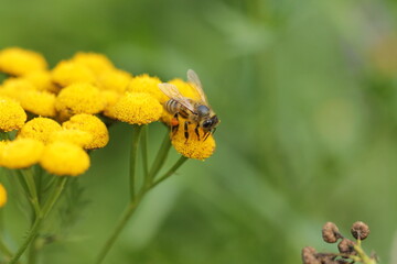 bee in yellow flower