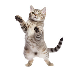 Cat standing in dancing pose paws isolated on transparent background.